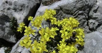 Draba Aizoide (Draba Aizoides, Brassicaceae)