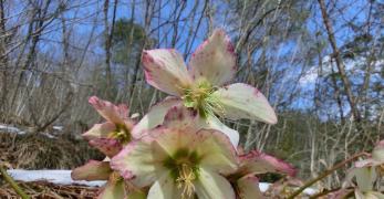 Rosa di Natale (Helleborus Niger, Ranunculaceae)