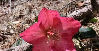 Rosa di Natale (Helleborus Niger, Ranunculaceae)