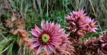 Semprevivo Maggiore (Semprevivum Tectorum, Crassulaceae)