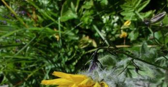 Sparviere Pelosetto (Hieracium Pilosella, Asteraceae)
