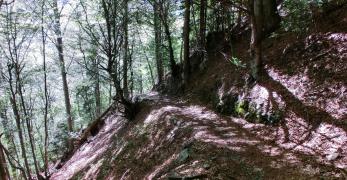 Il sentiero verso la strada del Passo di Monte Croce Carnico
