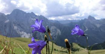 Campanule lungo il sentiero del Viel dal Pan 