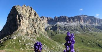 Il Sass Bece'. Sullo sfondo, il Gruppo del Sella 