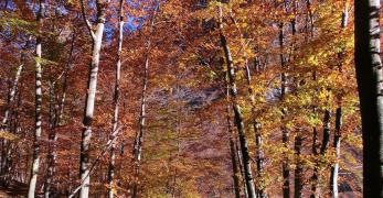 Sottobosco di faggio in veste autunnale 