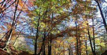 Sottobosco di faggio in veste autunnale