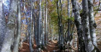 Sottobosco di faggio in veste autunnale